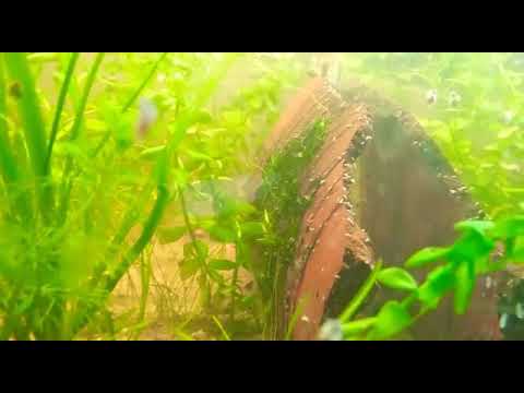 aquarium plants 1000's of macro organisms in the shrimp tank