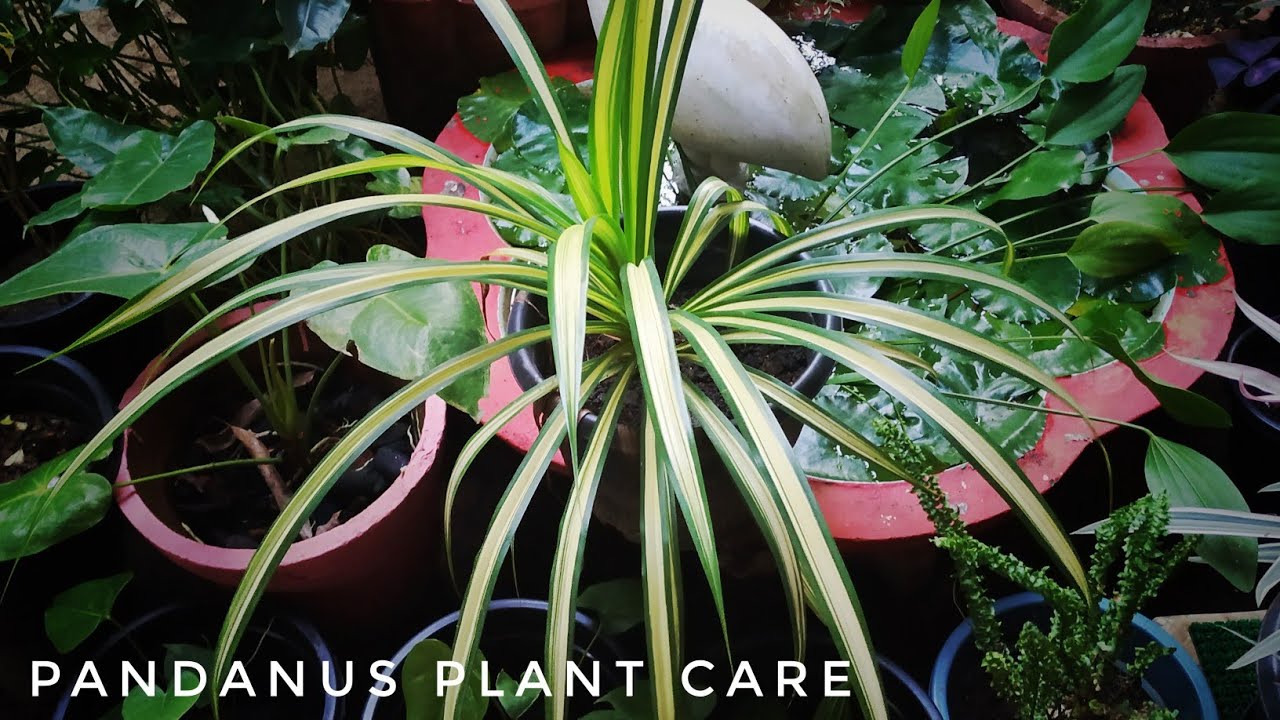 Pandanus Plant Care Malayalam പന്റാനസ് ചെടിയുടെ പരിപാലനം YouTube