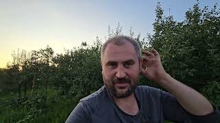 Собираю  урожай на моём идеальном огороде😍! Чем обрабатываю помидоры от фитофторы?