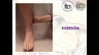 L4.2 | Foot Biomechanics | Anatomy 2 | FMed UBA