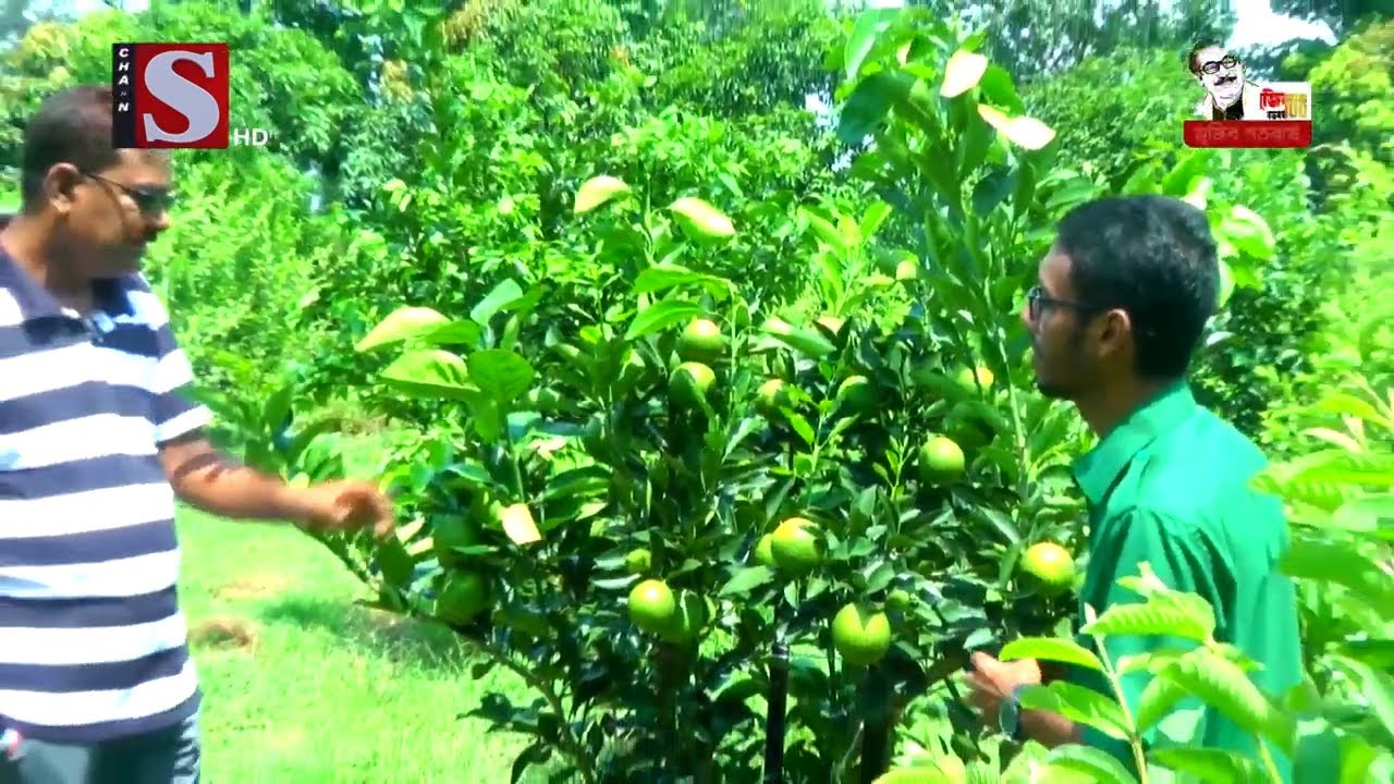 বাংলার কৃষিকথা || Banglar Krishi Kotha || পর্ব ৬১ || Channel S