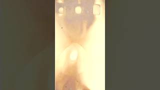 Dil Ko Chhoo Jaayega Ye GOAT Video…🐐❤️ #shorts #viral #trending #goat #edit #viralnow #reels