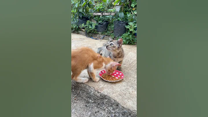 Feeding Street Cats #funny #aiandcats #aicats #kitten #animalintelligence #o #cute #cat #streetcat
