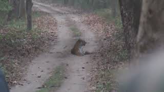 Tiger Tigress Pilibhit Tiger reserve