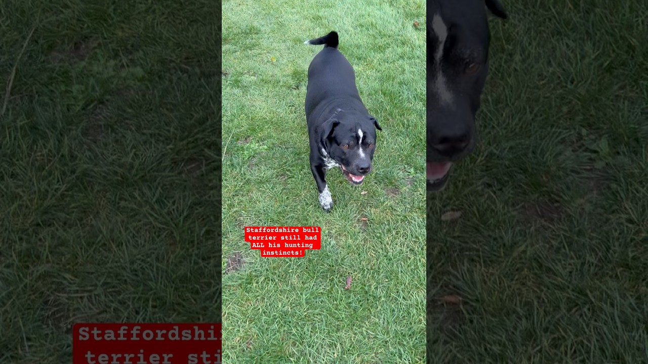 Staffordshire bull terrier still had his hunting instincts 
