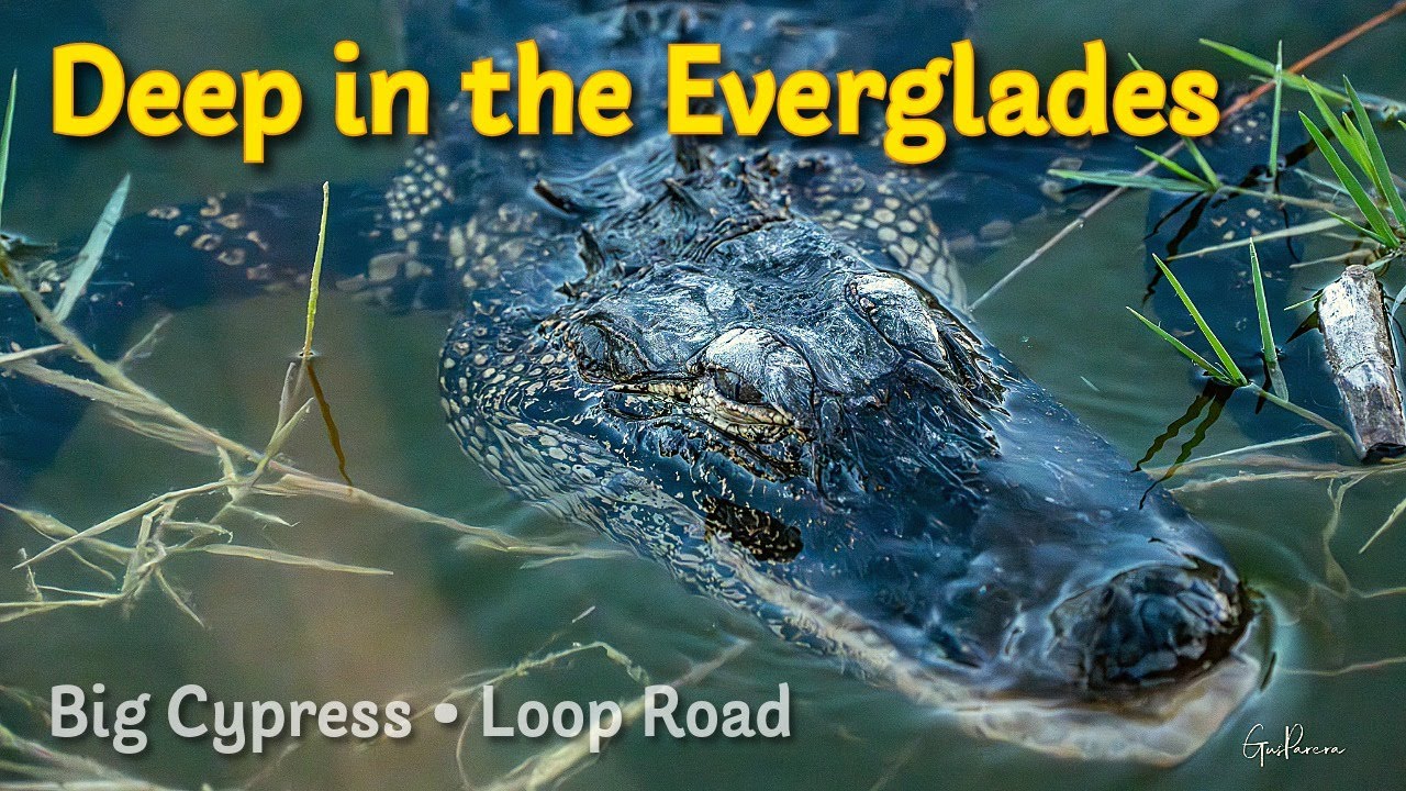 Путешествие по Скрытым Дорогам Эверглейдс — Земли Биг-Сайпресс и Миккосуки