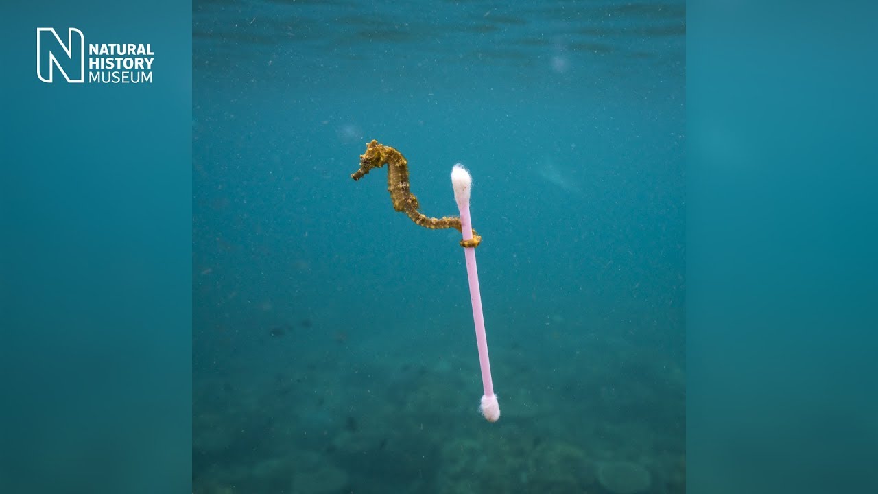 The Reality of a Sewage Surfer | Wildlife Photographer of the Year