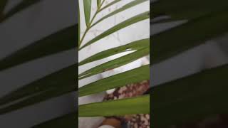 Blue Eyes White Female Persian Kitten Available - Punch Face Kittens - Persian Paradise Cattery