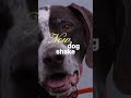 Dog Ear Cleaning Tips