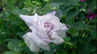 Голубая роза Блю Мун - холодный лавандовый оттенок