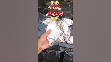 🐟Câu ngày mưa nhiều quá nên không có clip lên cá chỉ có cái kết 🤪🤪#shorts #fishing #caucadanh