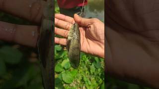 Really Best Hook Fishing in Village River #fish #fishing #hookfishing #shorts #video