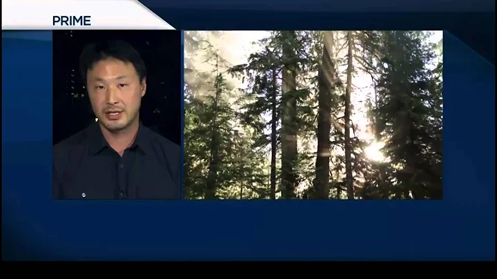 Global News BC 2014: Old-growth forest at risk of logging in Walbran Valley on Vancouver Island