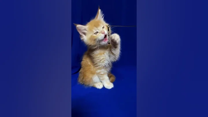 Video 11631031: tabby maine coon kitten, red tabby maine coon, tabby maine coon female, maine coon kitten meets