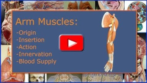 Arm Muscles: Origin, Insertion, Action, Innervation, and Blood Supply