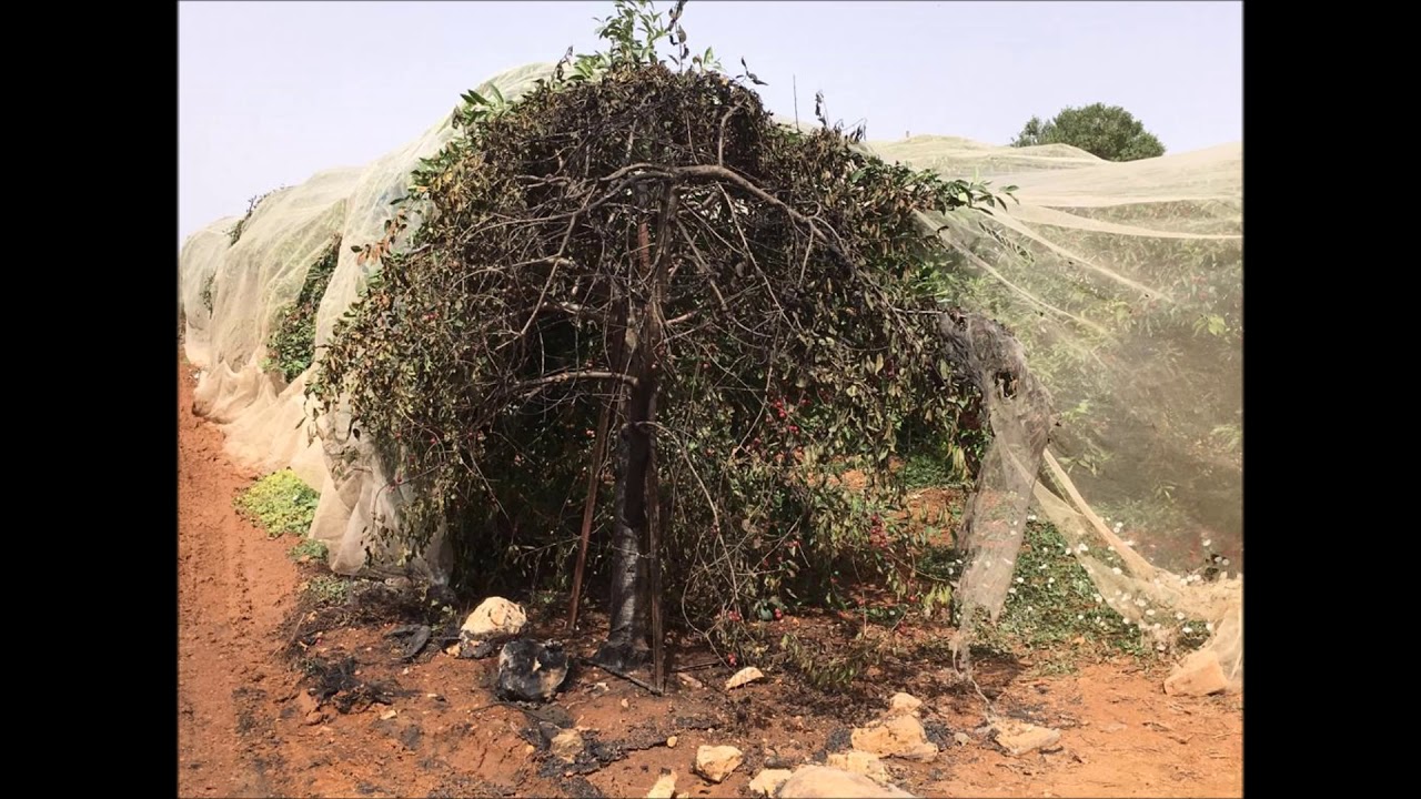 Israel Uncensored: Fighting Agricultural Terrorism in Gush Etzion