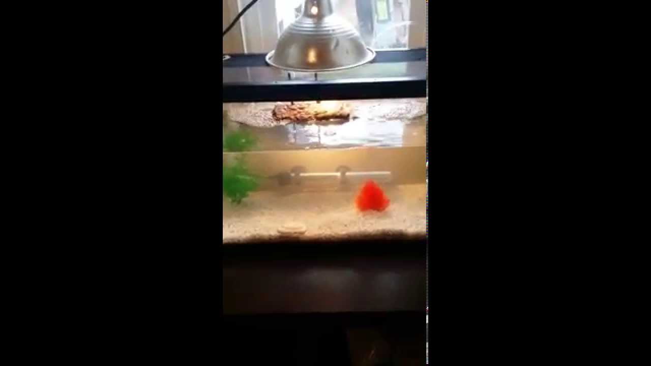 10 gallon turtle tank YouTube
