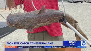 'Scale-breaking' monster catfish reeled in from Southern California lake
