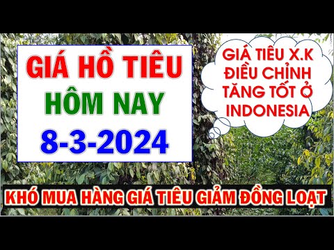 Giá hồ tiêu hôm nay ngày 8/3/2024