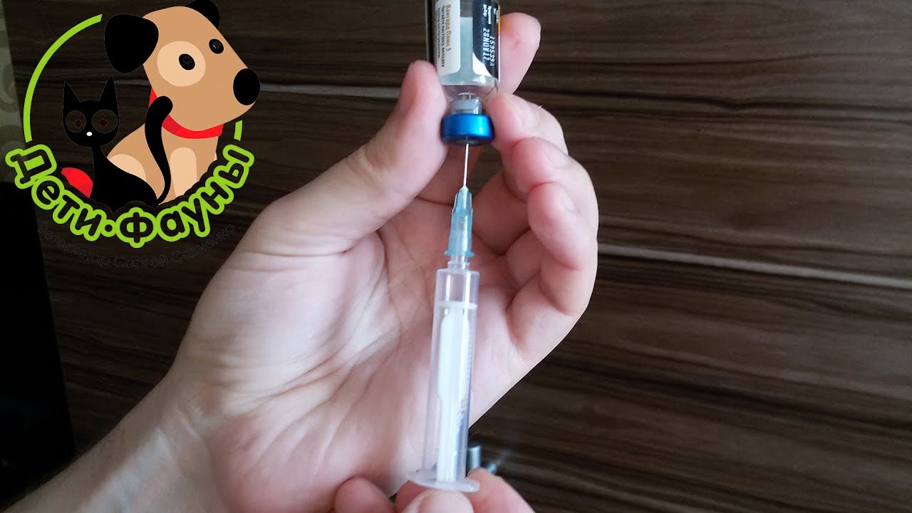 Укол собаке. Укол кошке. Частые ошибки