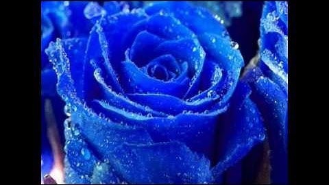 سورة لقمان - بصوت الشيخ إبراهيم بن جمال القرجاوي