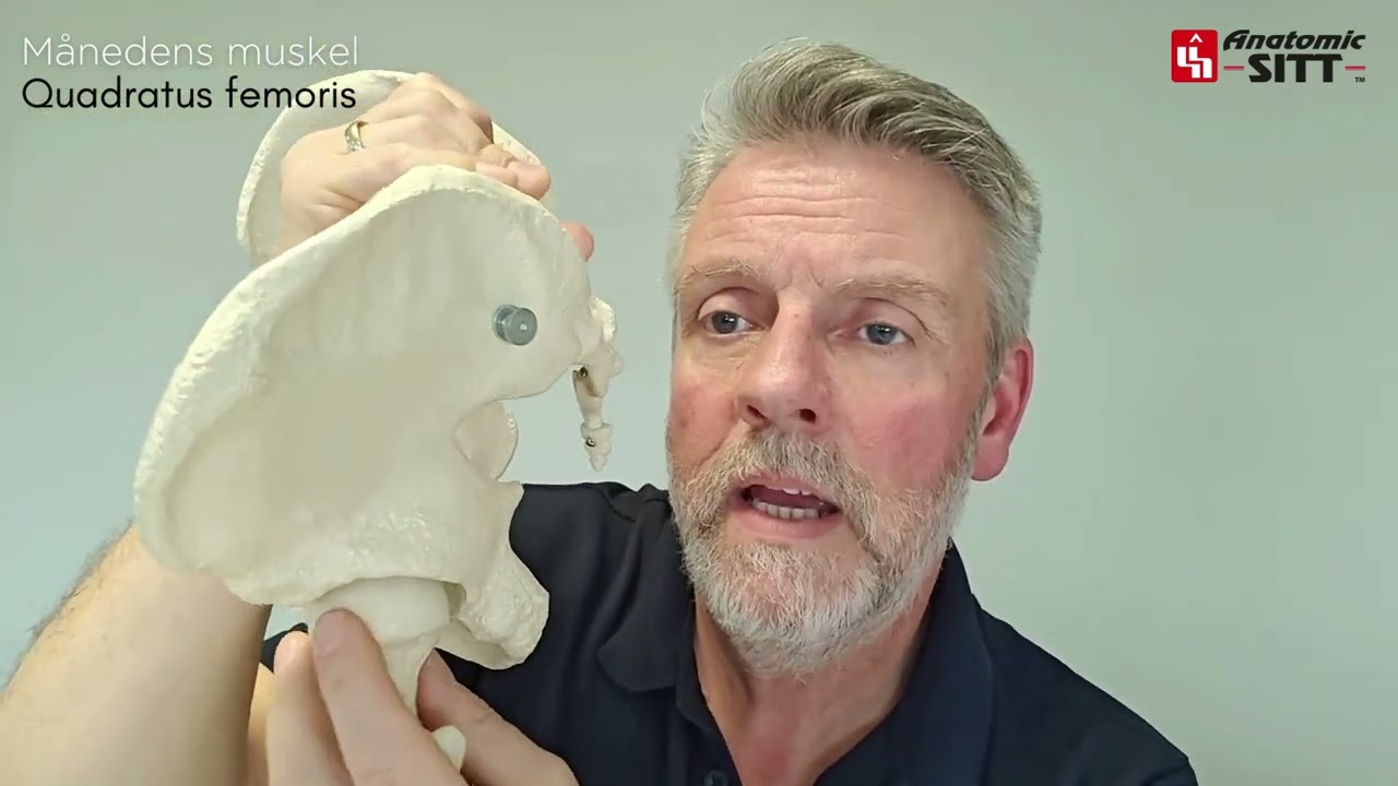Månedens muskel er Quadratus femoris