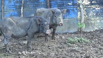 Hmong Cows Farm In Laos/ Hmoob Yug Nyuj Nyob Nplog 9/21/ 2018