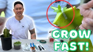 How To Graft A Dragon Fruit Seedling To Expedite Growth & Get Fruits Super Fast!