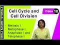 Cell Cycle & Cell Division - Meiosis I - Metaphase I, Anaphase I and Telophase I