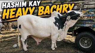 HASHIM Aj Phr Multan Mandi Main Heavy Bachray Lay Aya 🔥 | Latest Update 2026