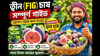ত্বীন ফল চাষ করে লাখ টাকা আয়! | Fig Farming Business Idea Bangladesh