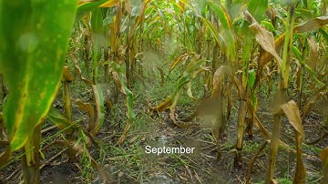 2018 Brookings, SD Corn With Inter-seeded Cover Crop