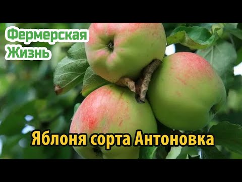 Яблоня сорта Антоновка виды, особенности выращивания, урожайность и зимостойкость