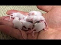 生後１０日目のピンクマウス達／ Pinky mouse