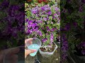 How to make bougainvillea bloom in 4 seasons #shorts