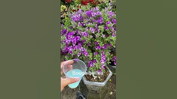 How to make bougainvillea bloom in 4 seasons #shorts