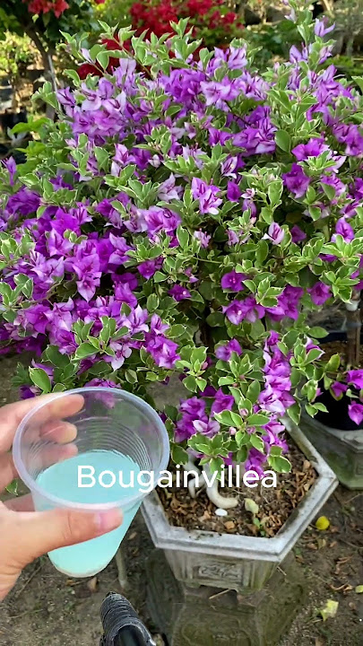 How to make bougainvillea bloom in 4 seasons #shorts