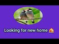 Looking for new home