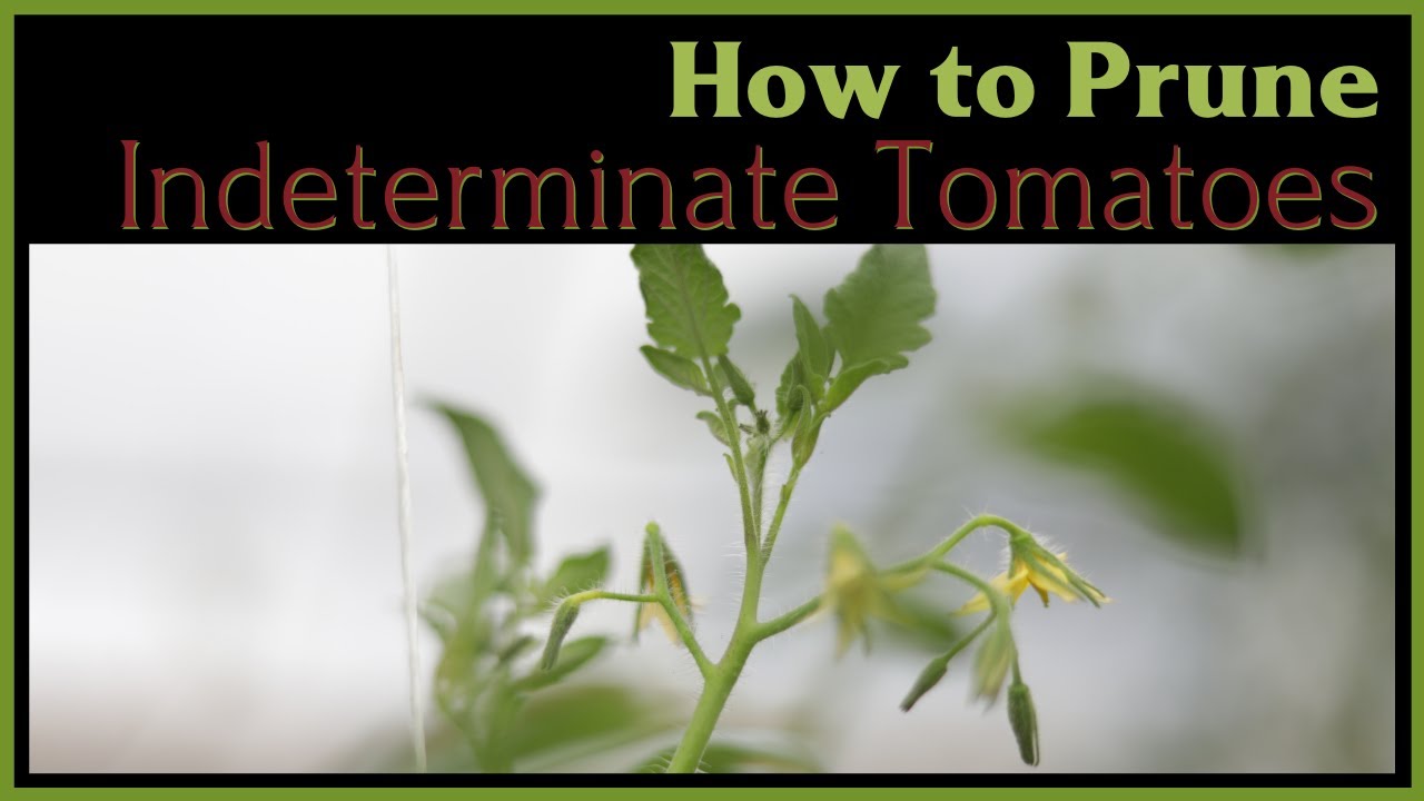 How to Prune, Lower, and Lean Tomatoes: Full Hoop House Overhaul