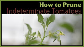 How to Prune, Lower, and Lean Tomatoes: Full Hoop House Overhaul