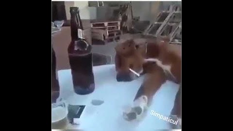 #TIKTOK/ câinele dupa o despărțire