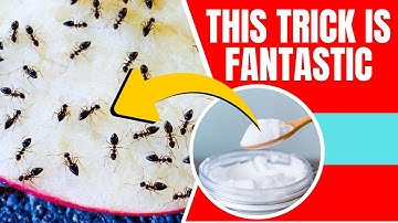 How to Use Baking Soda to Get Rid of Ants?