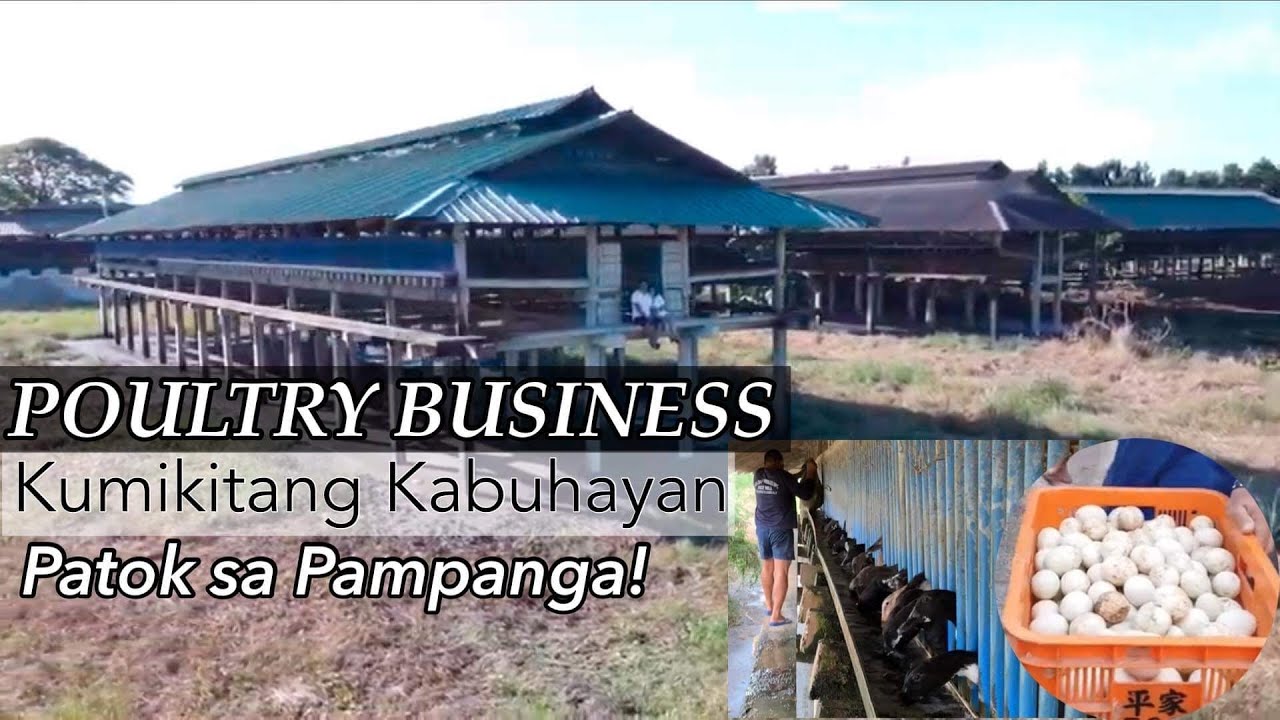 POULTRY NG ITIK PATOK NA NEGOSYO