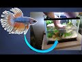 Cration dun aquarium pour combattants 