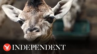 Incredible birth of rare giraffe caught on CCTV at Chester Zoo screenshot 3