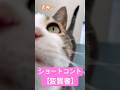 ショートコント【変質者】#shorts #cat #猫