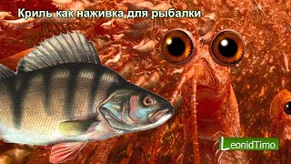 Криль как наживка для рыбалки  - Хит сезона 🐟 корюшка