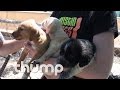SXSWoof: Ryan Hemsworth Let The Dogs...Out