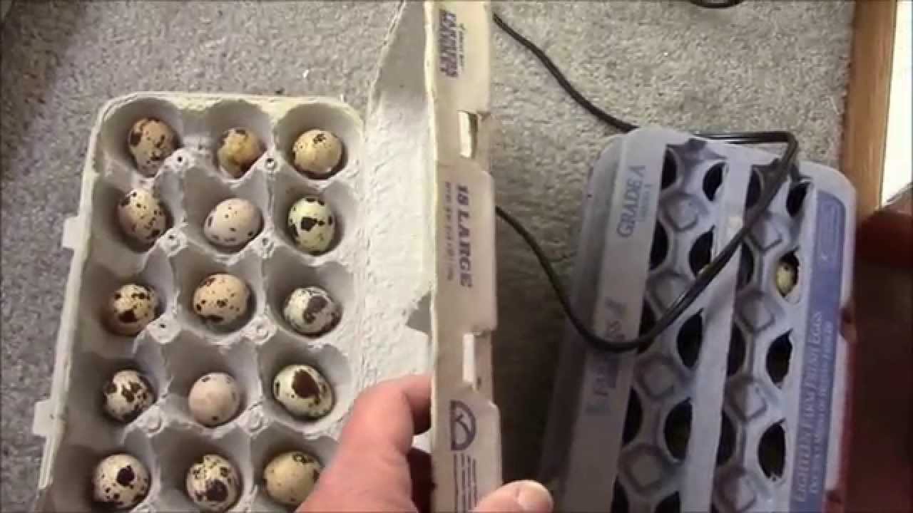 How to Incubate Coturnix Quail Eggs YouTube