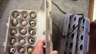 How to Incubate Coturnix Quail Eggs